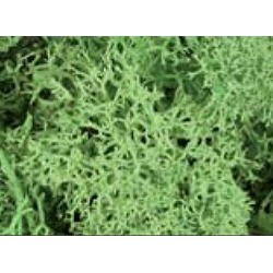 MUSCHIO VERDE CHIARO - AED2403A