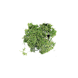 Lichene verde HO 12 gr. - DOM3904