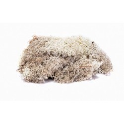 Lichen - Stone Grey - HORR7193