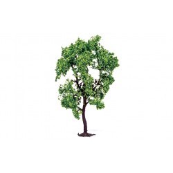 Pear Tree - HORR7214