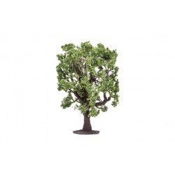Oak Tree - HORR7220
