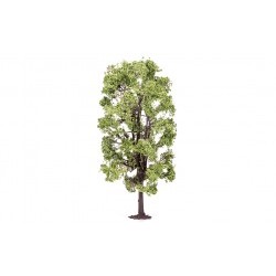 Lime Tree - HORR7221