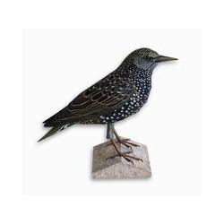 Starling 1:1 - SRBA49