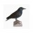Starling 1:1 - SRBA49